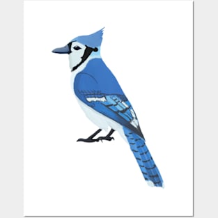 Blue Jay Posters and Art